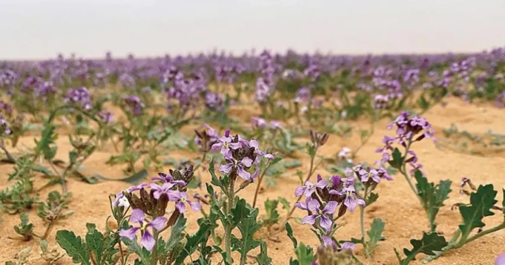Daqqaqa A Symbol of Plant Diversity in Saudi Arabia’s Northern Borders