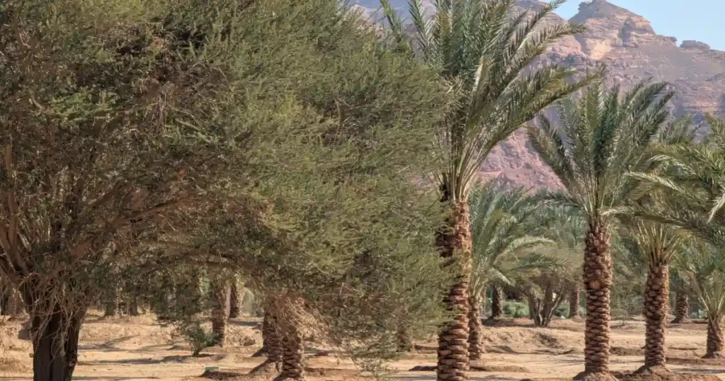 Traditional Roots Sustain Life in Saudi Arabia’s Extreme Landscapes