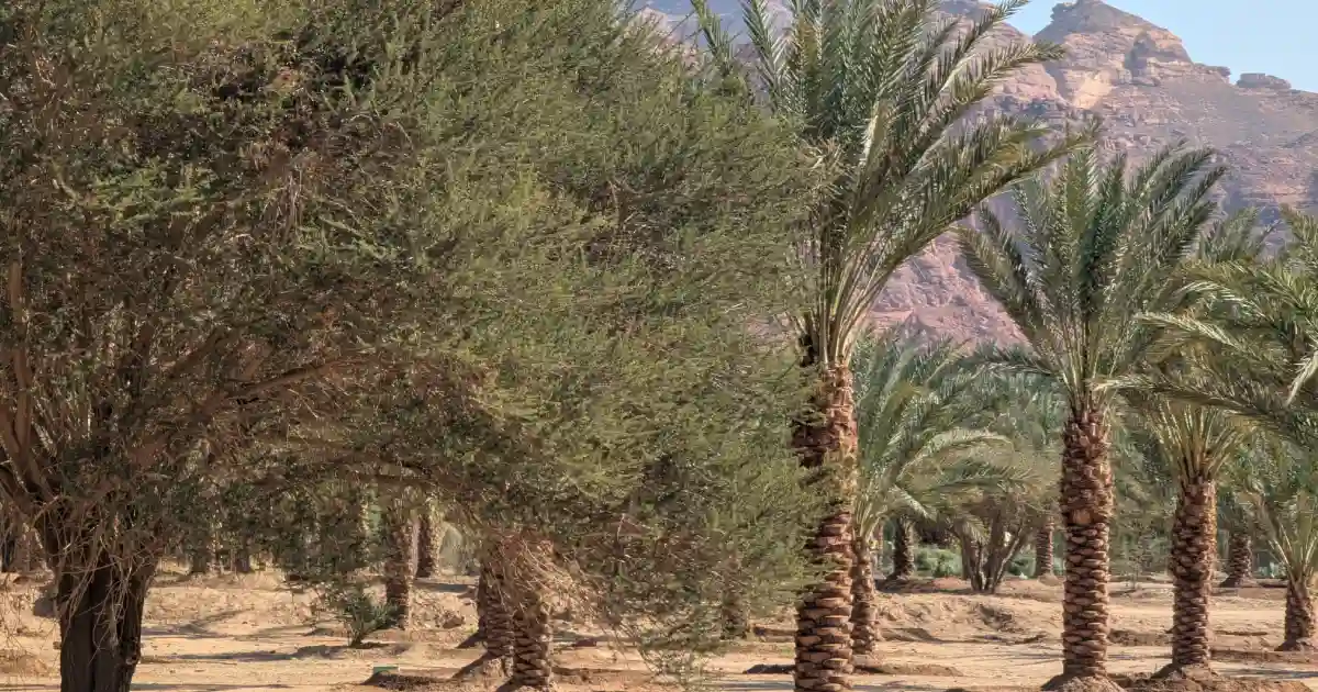 Traditional Roots Sustain Life in Saudi Arabia’s Extreme Landscapes